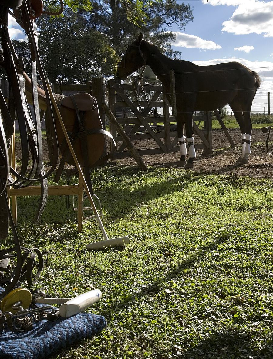 Monturas y tacos junto al corral