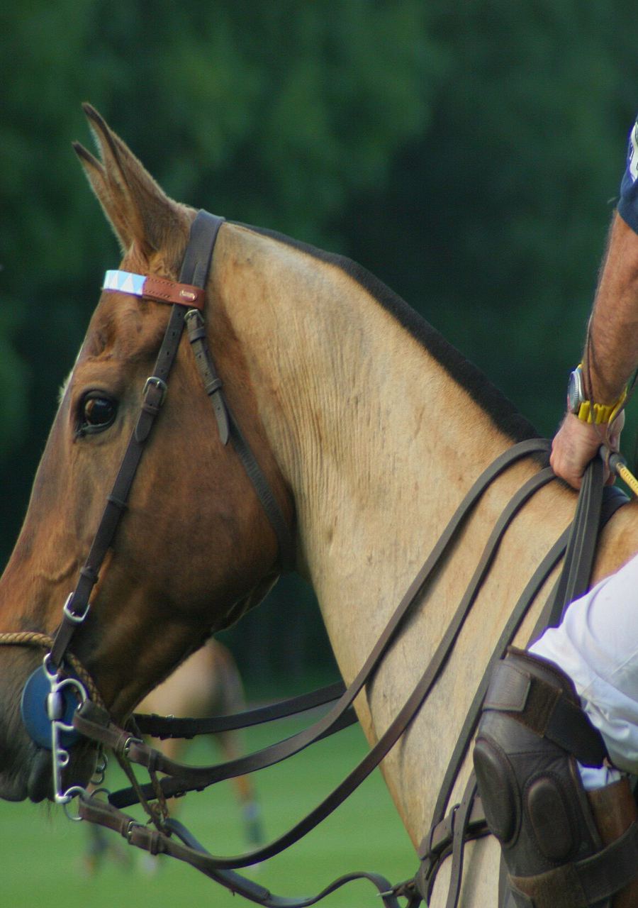 Cabeza de un caballo de polo ensillado