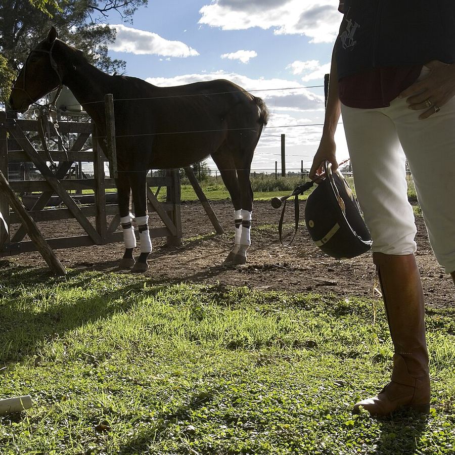 Caballo descansando en el corral junto a la montura