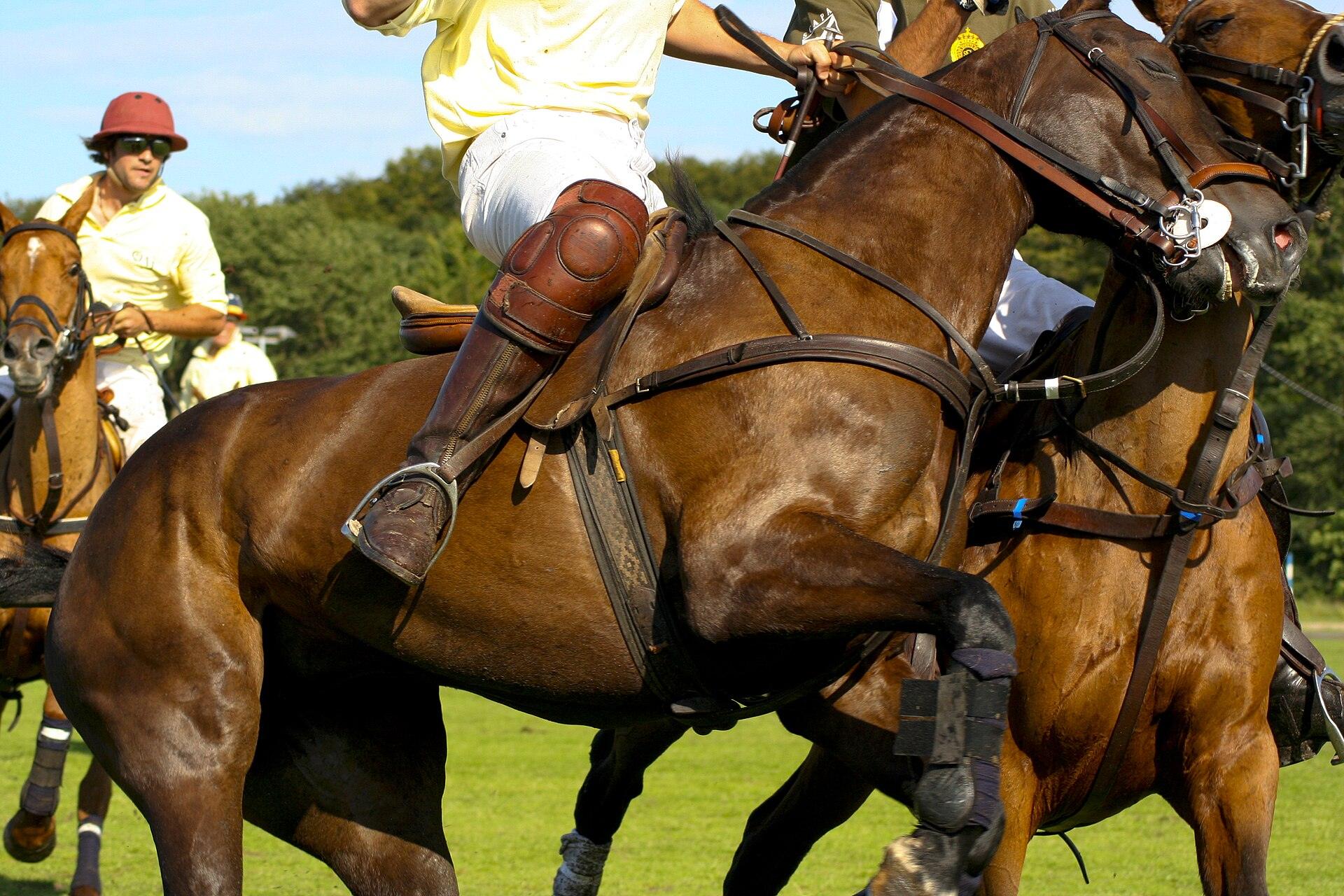 Dos caballos de polo en plena jugada, con sus jugadores