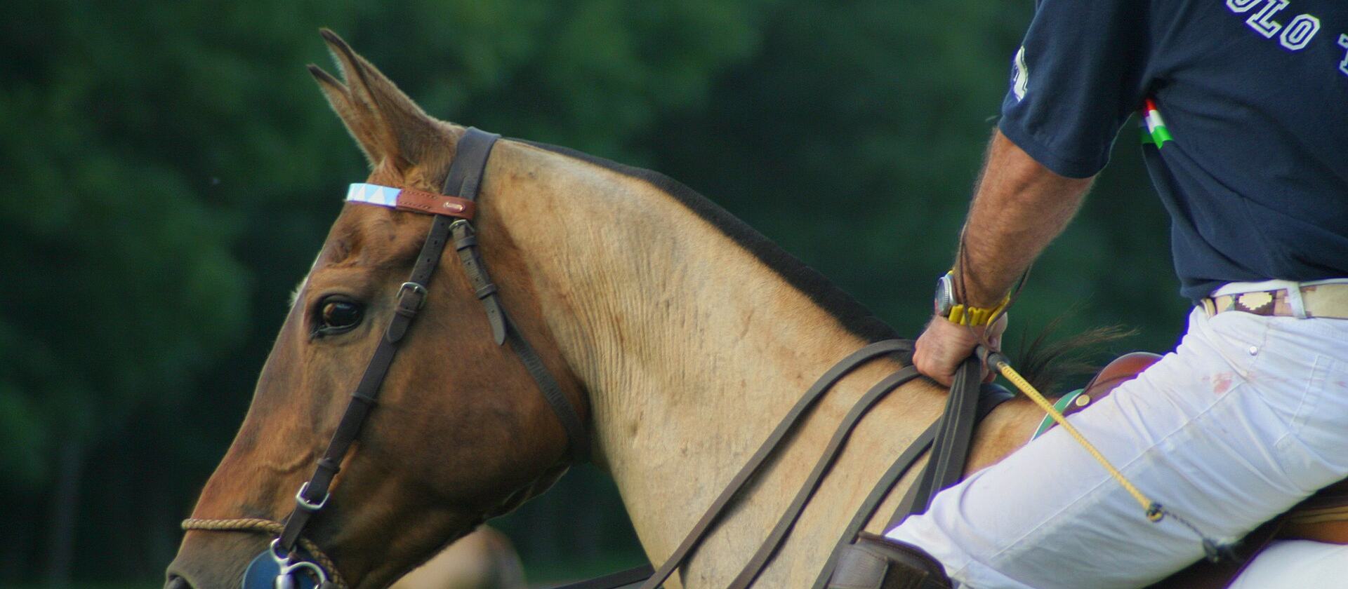 Caballo de polo ensillado, de perfil